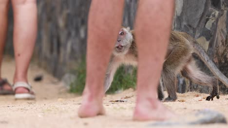 monkey explores among tourists on sandy beach