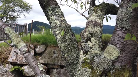 primer plano del tronco del árbol sakura con montañas en el fondo algas japón
