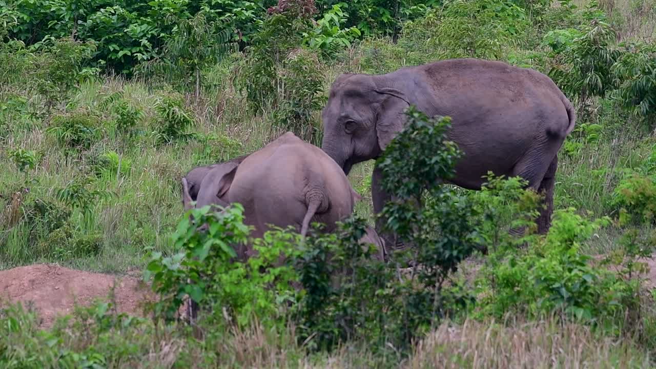 The Asiatic Elephants are endangered species and they are also residents of Thailand