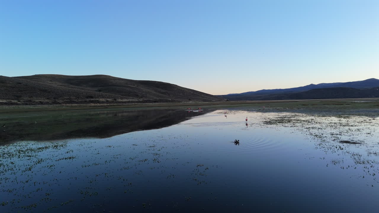 Beautiful drone movement on a wetland with flamingos on sunrise reflecting at still water lake, Patagonia Chubut, Argentina.