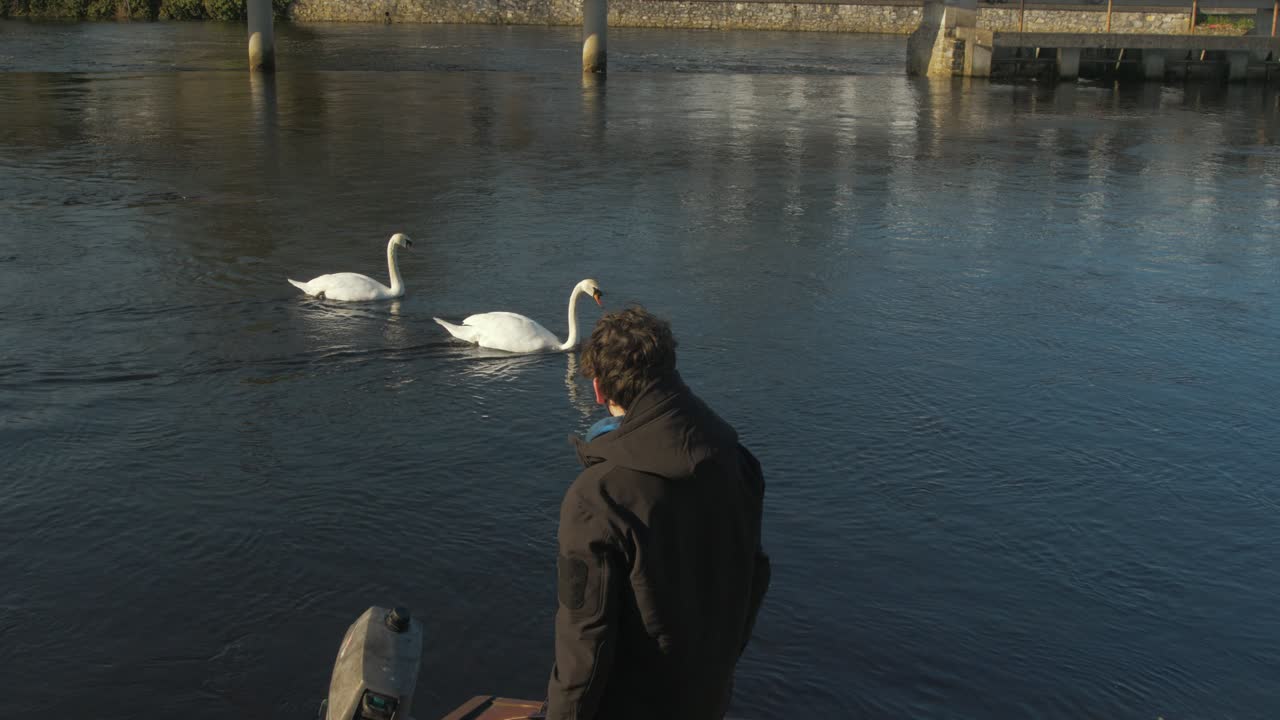joven admirando dos cisnes en el río durante el brote del virus de la corona