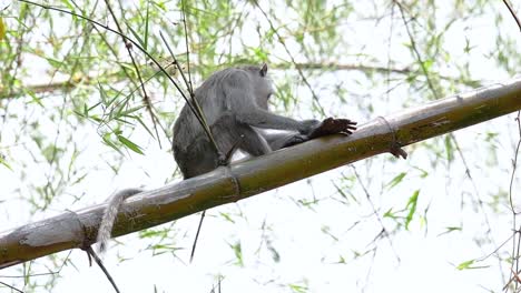 los macacos de cola larga son los monos más fáciles de encontrar en tailandia, ya que están presentes en complejos de templos, parques nacionales e incluso pueblos y ciudades