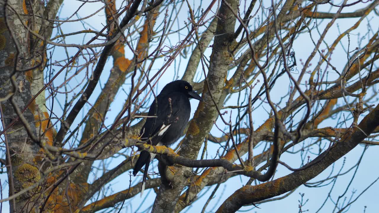 Pied Currawong Perched On Bare Tree Branch Sunset Australia, Victoria, Gippsland, Maffra Wide Shot
