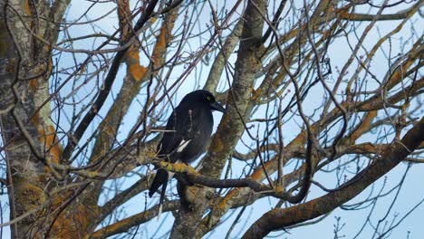 pied currawong perched on bare tree branch sunset australia, victoria, gippsland, maffra wide shot