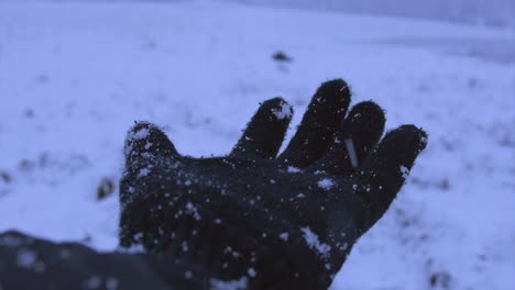 a gloved hand catches snowflakes as they fall in a field