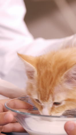 child feeding a cat with milk