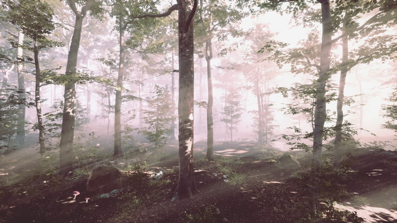 Rising sun falls into the deciduous forest on a foggy summer morning