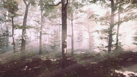 Die-Aufgehende-Sonne-Fällt-An-Einem-Nebligen-Sommermorgen-In-Den-Laubwald