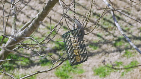 tufted titmouse en un comedero para pájaros sebo durante el final del invierno en carolina del sur