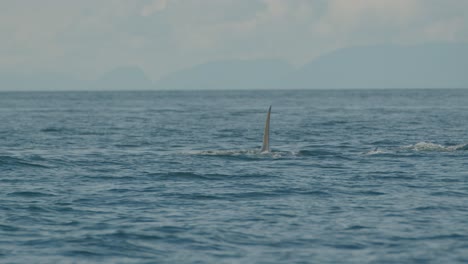 una manada de orcas nadando lejos de la cámara, un primer plano de mano