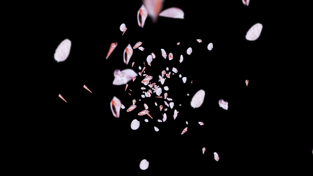 검은 바탕에 많은 바다 데기를 날아. 현실적인 조개 모양의 컬렉션. 열대 수중. 회전하는 데기의 3d 루프 애니메이션.