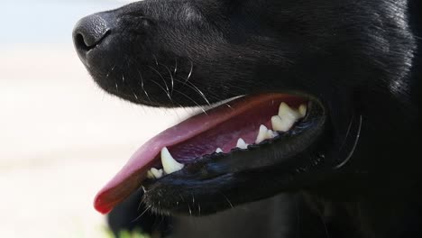 black labrador-collie dog panting after a long walk on a hot sunny day