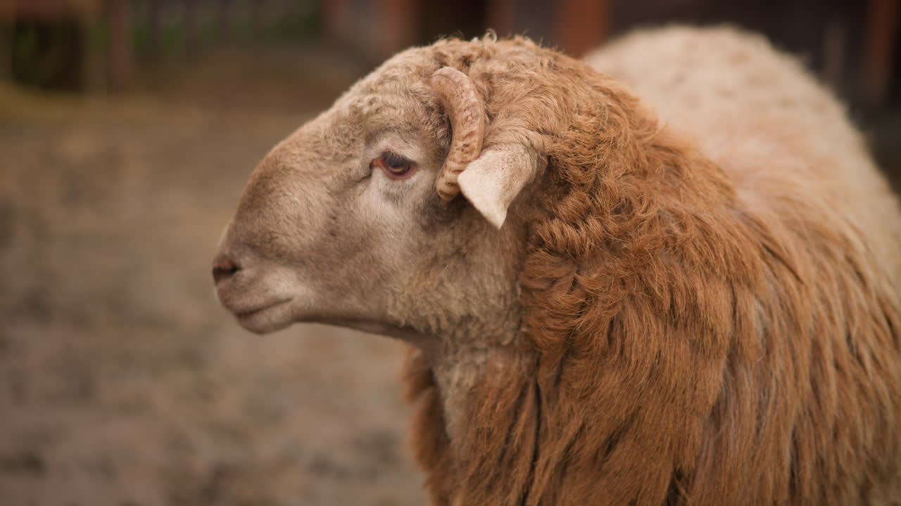 primer plano de una oveja marrón en un corral; una curiosa oveja levanta la cabeza para olisquear una mano humana extendida; lana texturizada; una valla de madera y un suelo embarrado enmarcan una tranquila escena de granja, con una interacción delicada entre el animal