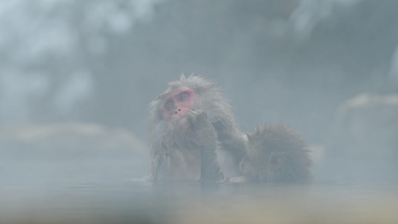A heartwarming scene unfolds as a baby snow monkey gently grooms its mother in the foggy onsen of Jigokudani, Japan.