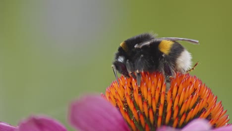 a macro close-up shot of a bumblebee waking up from sleep on an orange coneflower