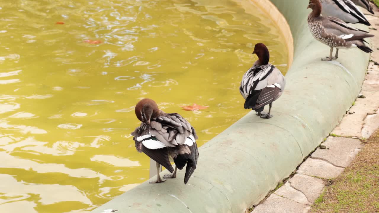 정원 분수  에서  을 는 오리 들