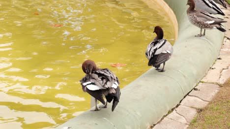 ducks preening by a garden fountain