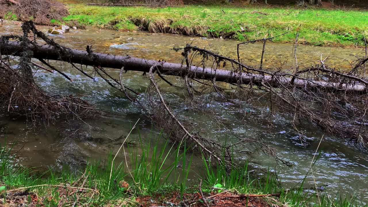 Huge Fallen Tree over Small Creek with Crystal Clear Water and Fast Current in Bucegi Mountains Forest Romania