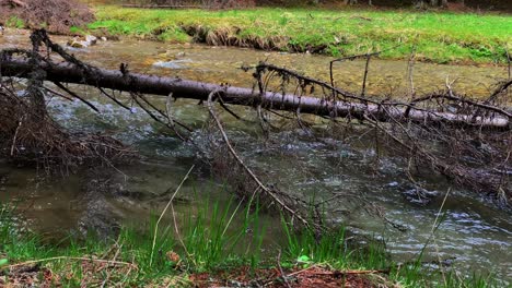 huge fallen tree over small creek with crystal clear water and fast current in bucegi mountains forest romania
