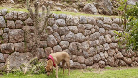 Cusco-Steinmauern-Mit-Hund,-Der-Gras-Frisst,-4K-50fps