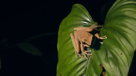 revelación lateral de una magnífica rana arborícola marrón sentada sobre una amplia hoja verde