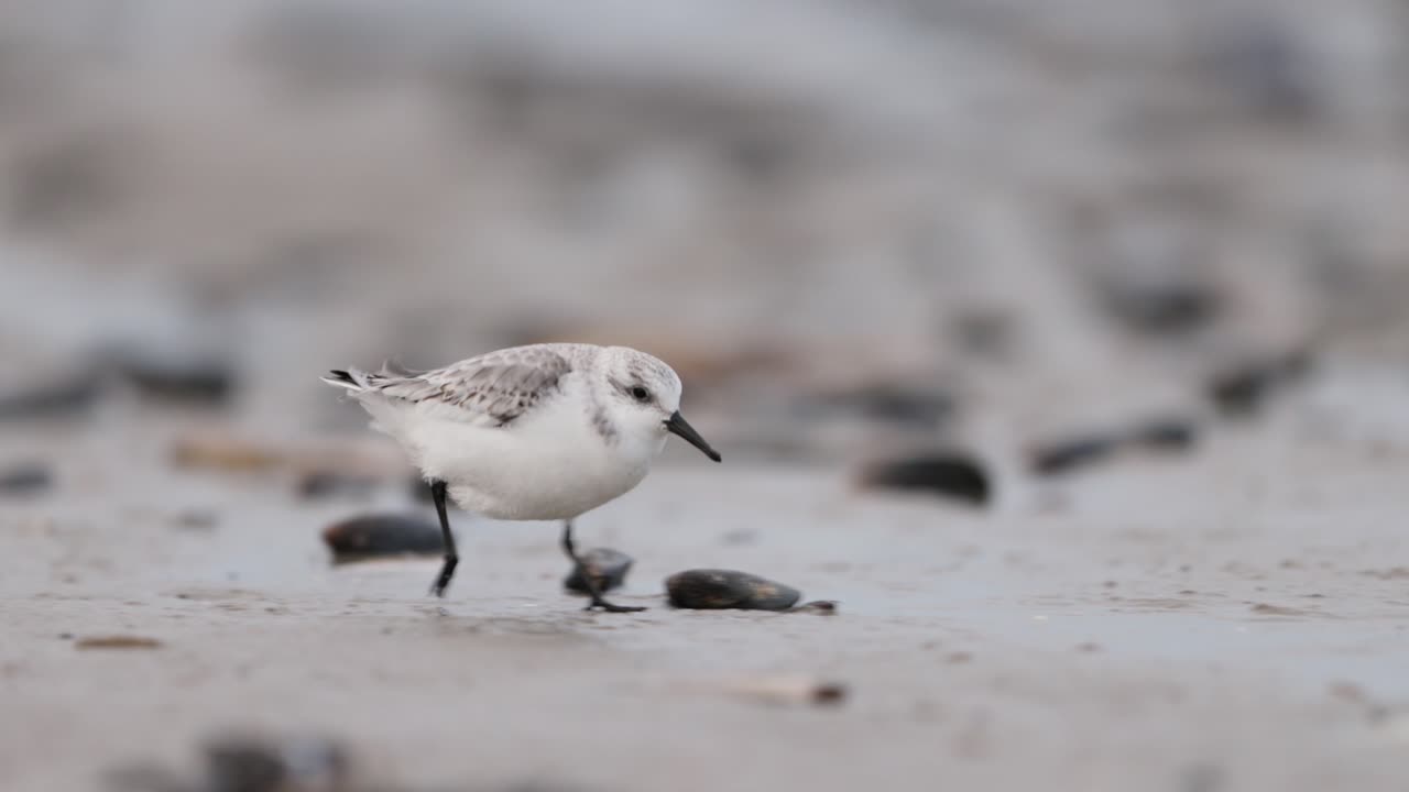 снежный плувер на песчаном берегу