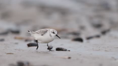 plover nevado en una orilla de arena