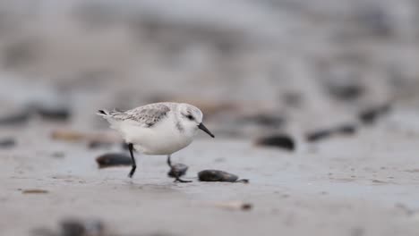 snowy plover on a sandy shore