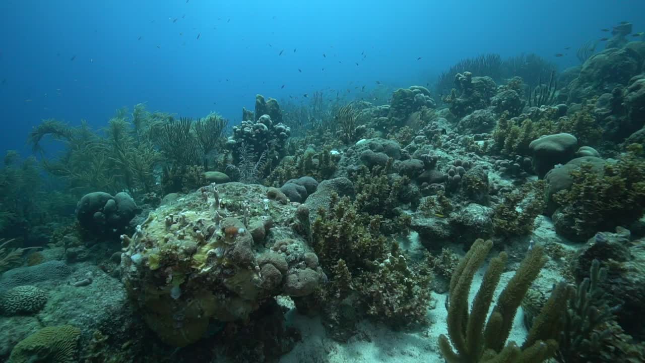 La telecamera scivola su una barriera corallina caraibica dai colori tenui dove coralli molli formano forme stratificate, con piccoli pesci che si muovono tra le fessure sotto le dolci increspature di acqua limpida e poco profonda