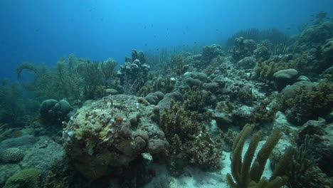 camera glides over a muted caribbean reef where hard and soft corals form layered shapes, small fish drifting through crevices under gentle ripples of clear, shallow water