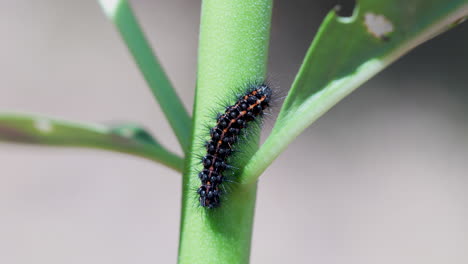 a wooly bear magpie moth caterpillar