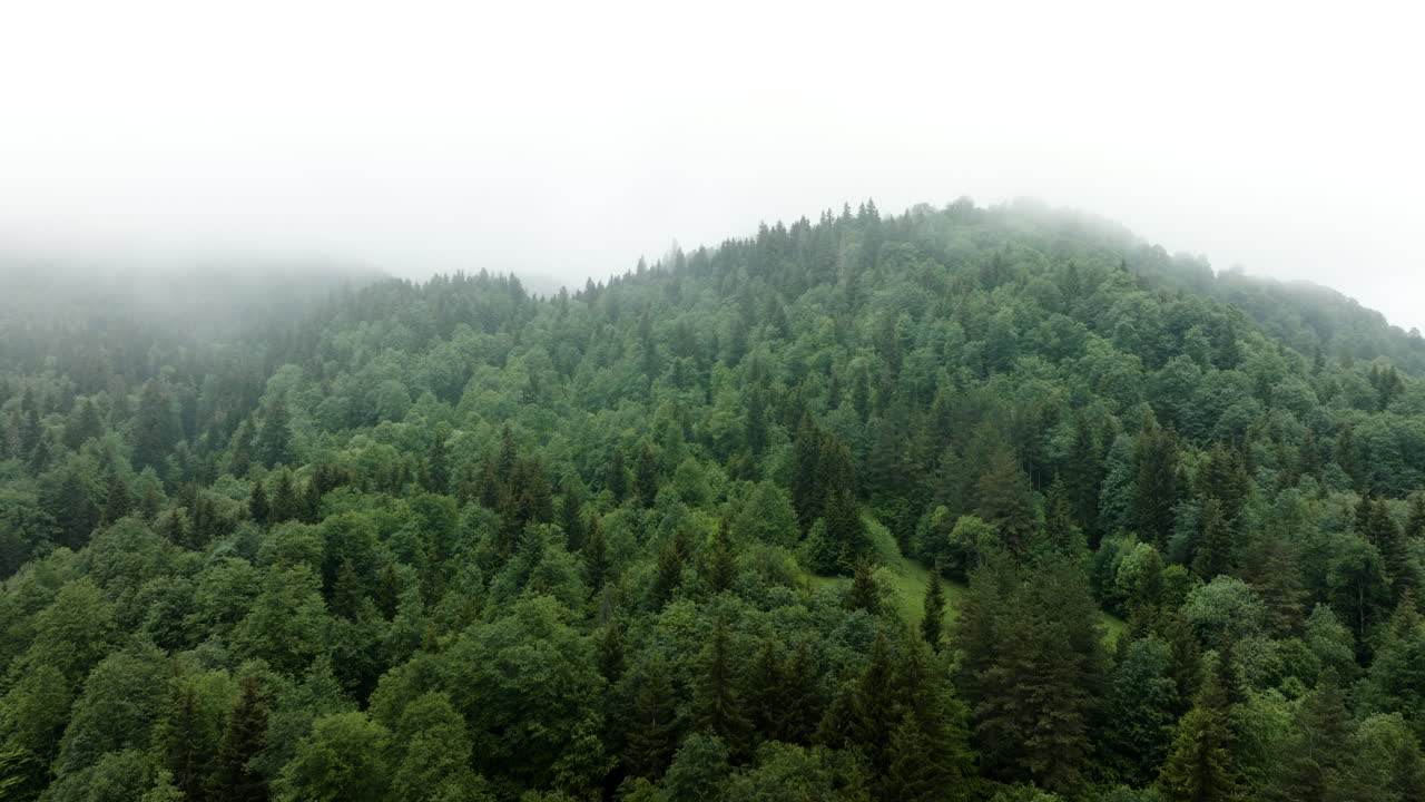 Vegetazione Rigogliosa, Montagne Nebbiose E Foreste Vicino A Bakuriani In Georgia