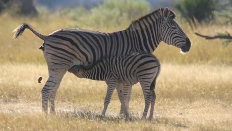 Tierwelt-In-Botswana