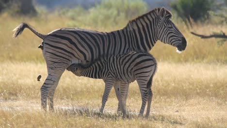 Vida-Silvestre-En-Botswana