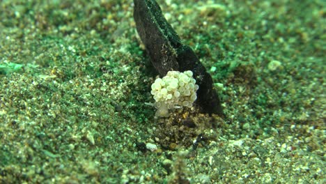 Winzige-Nacktschnecke-Auf-Sand-Auf-Den-Philippinen