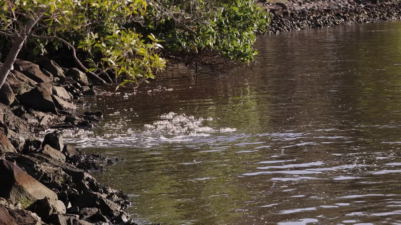 Tight view of polluted water flowing into the Nerang River on the Gold Coast