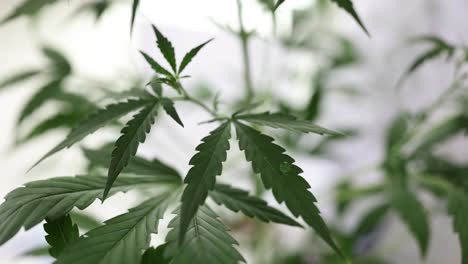 close-up of a cannabis plant leaf being watered by a dropper