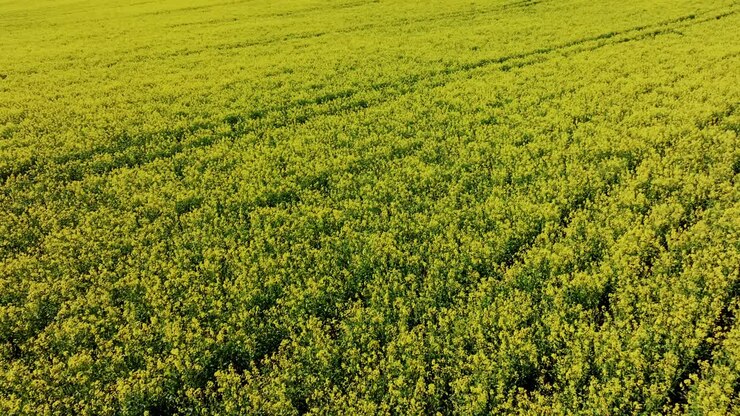 Scena aerea di infiniti fiori di colza dorati sotto un cielo estivo sereno