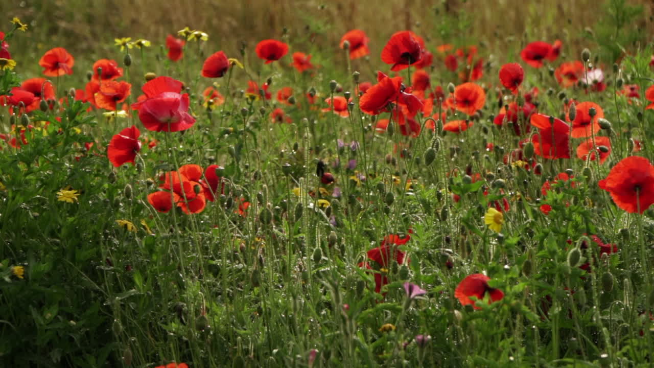 Wild poppies gently blowing in the breeze, slow motion bee