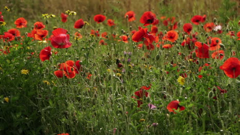 wild poppies gently blowing in the breeze, slow motion bee