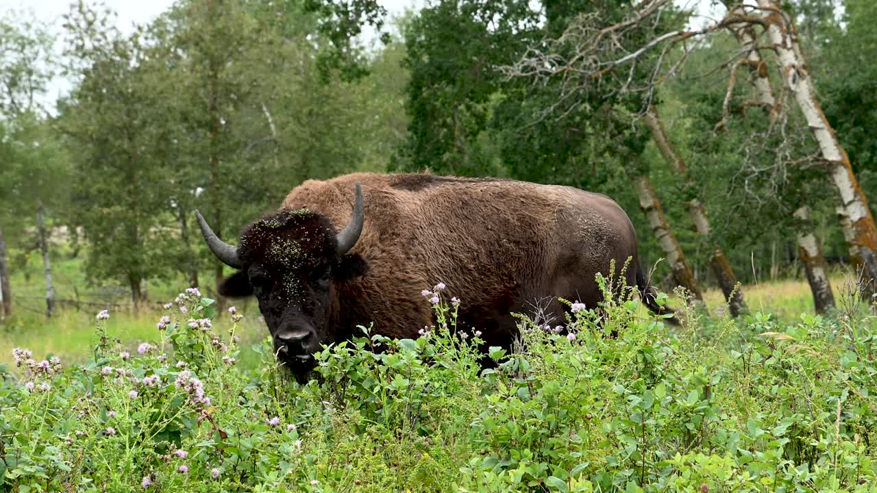 A large male bison is looking at the camera while feeding a field with wildflowers. The background is out of focus.