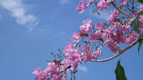 pink tabebuya tree with a background of bright blue sky swaying in the wind