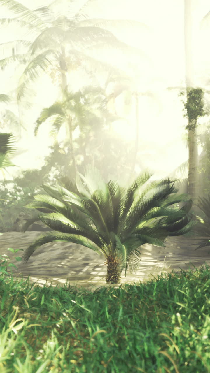 Lush tropical forest with sunlight filtering through dense foliage
