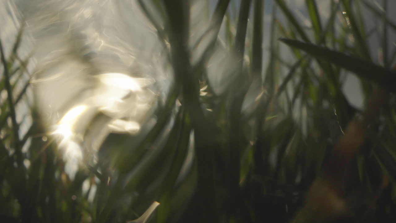Dew-kissed Grass in Sunlight