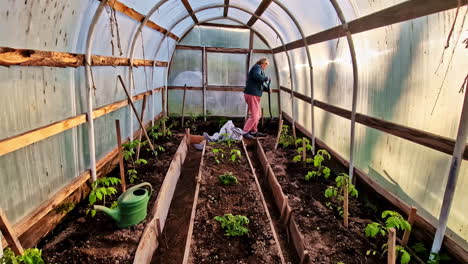 a woman works inside a greenhouse garden with rows of tomato plants