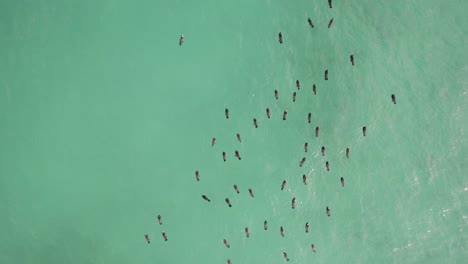 patos flotando pacíficamente sobre el hermoso océano esmeralda