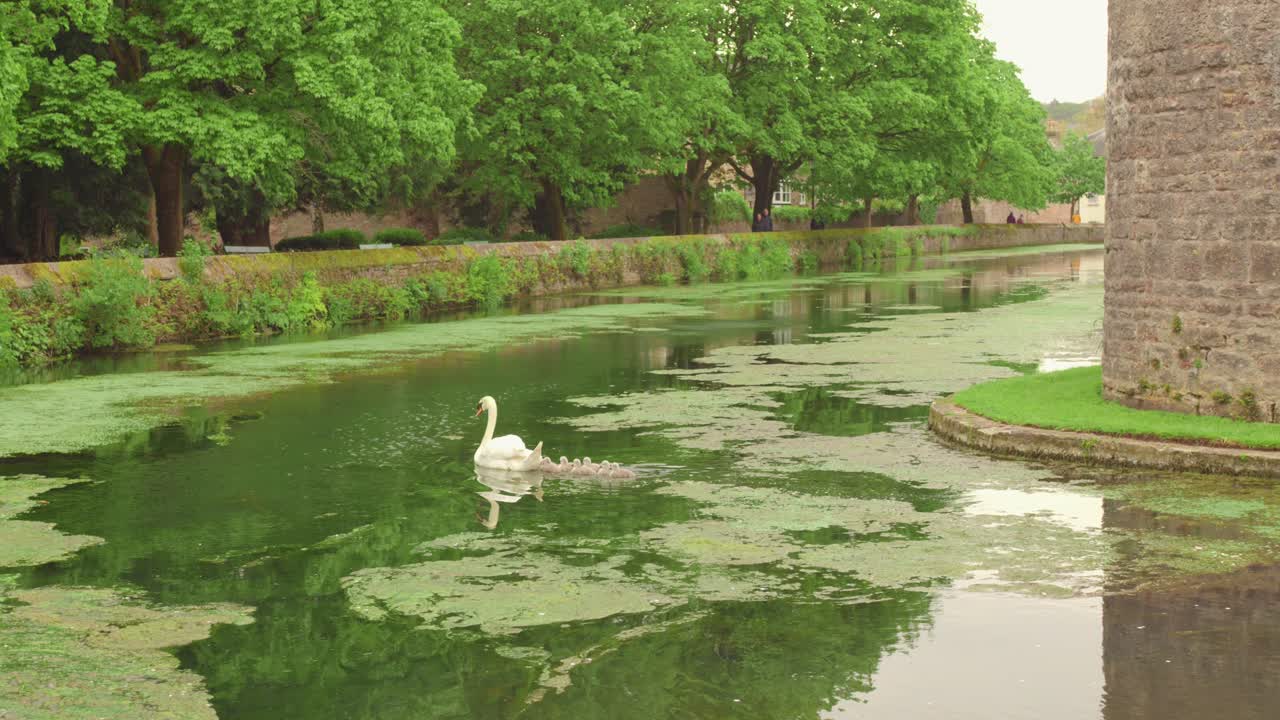 Swan and Cygnets Swimming in a Lush Green Canal
