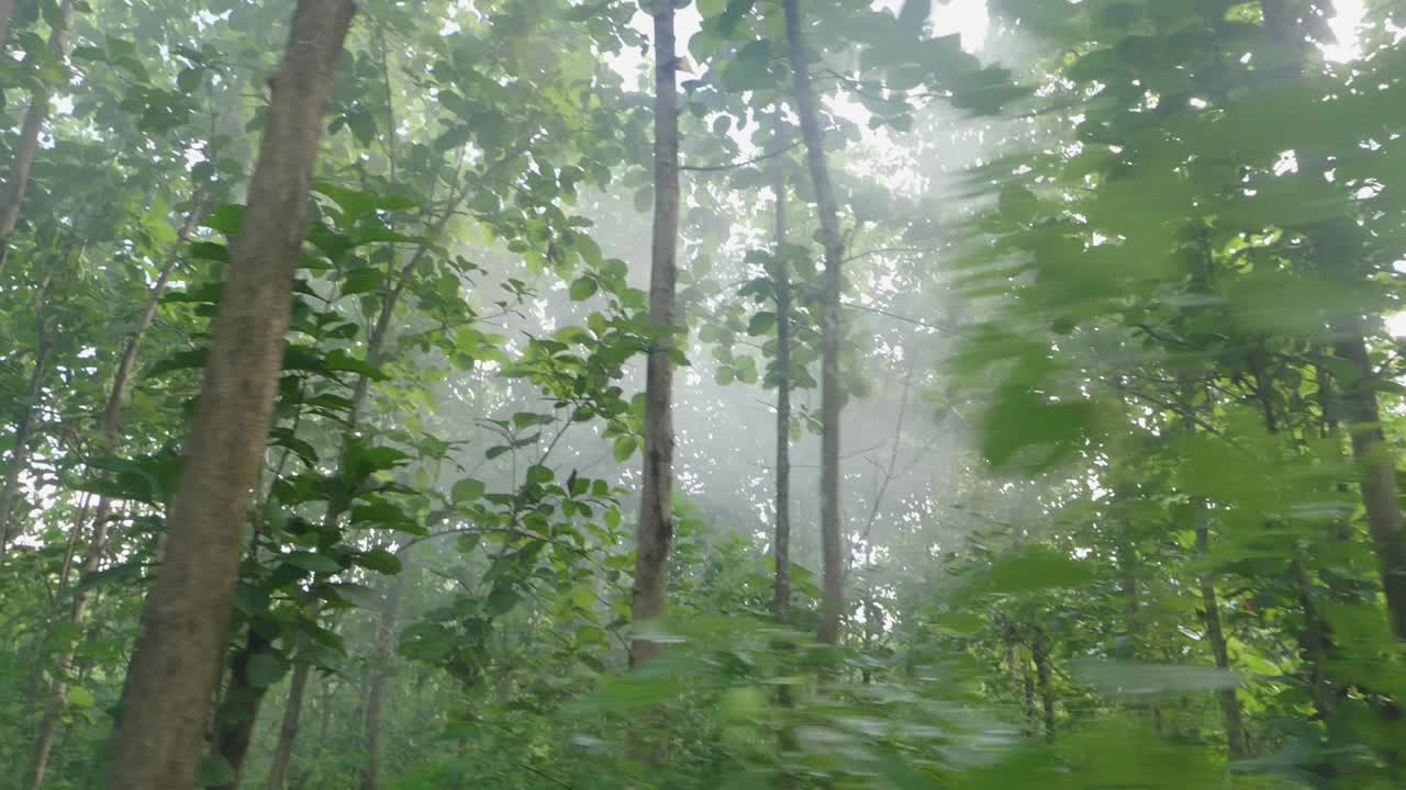 안개 숲의 가노피