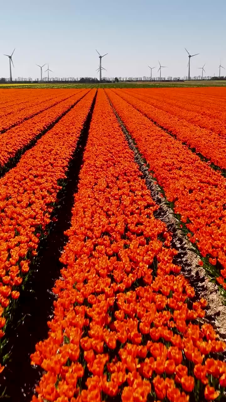 Campo di tulipani arancioni vivaci con mulini a vento