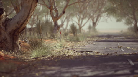 open road in australia with bush trees